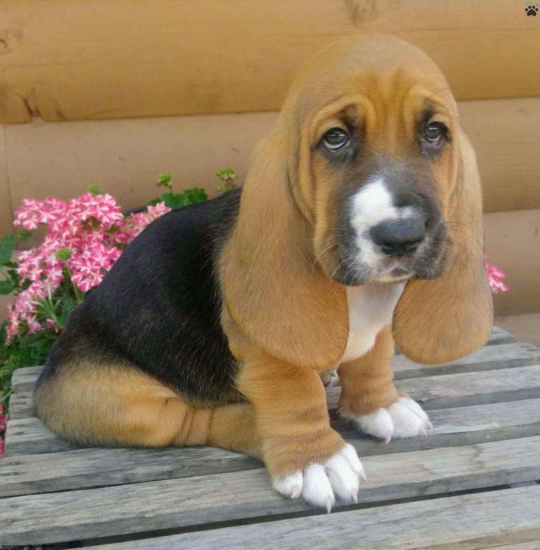 Basset Hound Rescue Pennsylvania Pets and Dogs