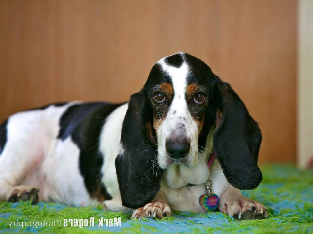 Basset Hound Rescue Sacramento Pets and Dogs