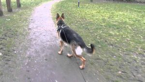 1 Year Old German Shepherd