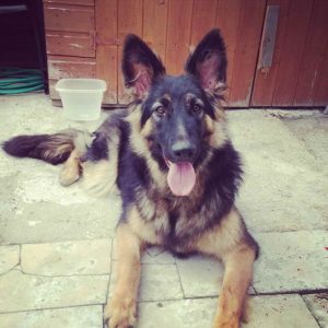 1 Year Old German Shepherd For Sale