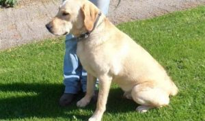 1 Year Old Labrador Retriever