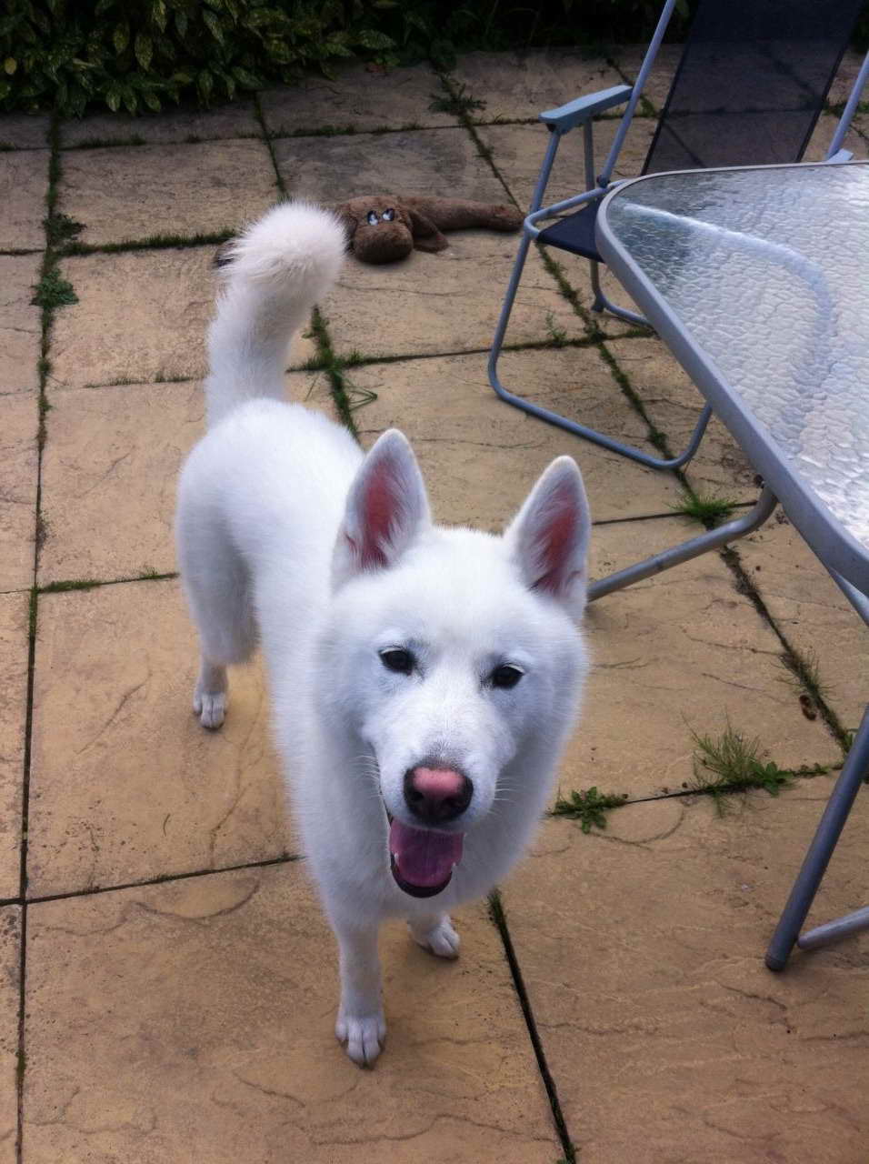 1 Year Old Siberian Husky For Sale