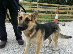 10 Month German Shepherd