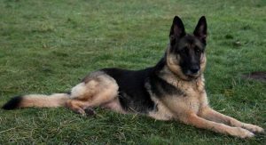 10 Week Old German Shepherd Puppies