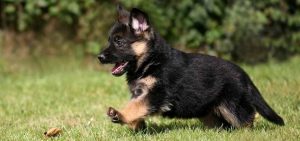 100 German Shepherd