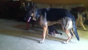 100 Pound German Shepherd