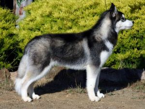 14 Husky In Mens Size