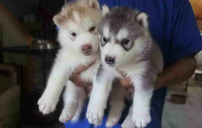 2 Husky Puppies