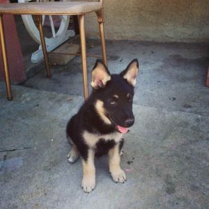 2 Month German Shepherd