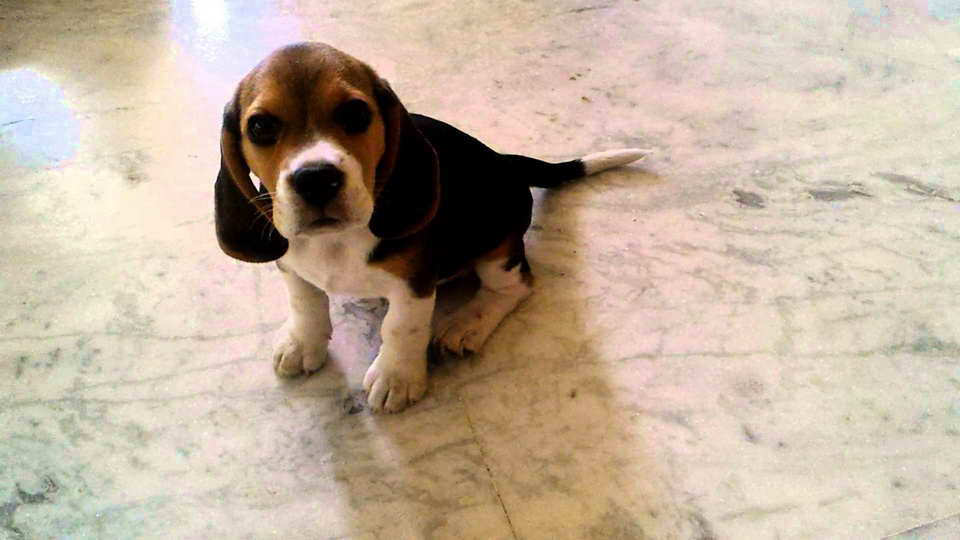 2 Month Old Beagle