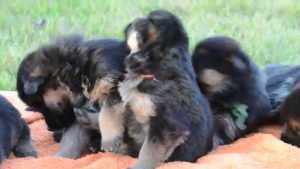 2 Week Old German Shepherd Puppies
