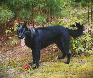 2 Year Old German Shepherd For Sale