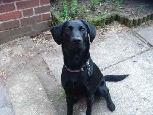 2 Year Old Labrador For Sale