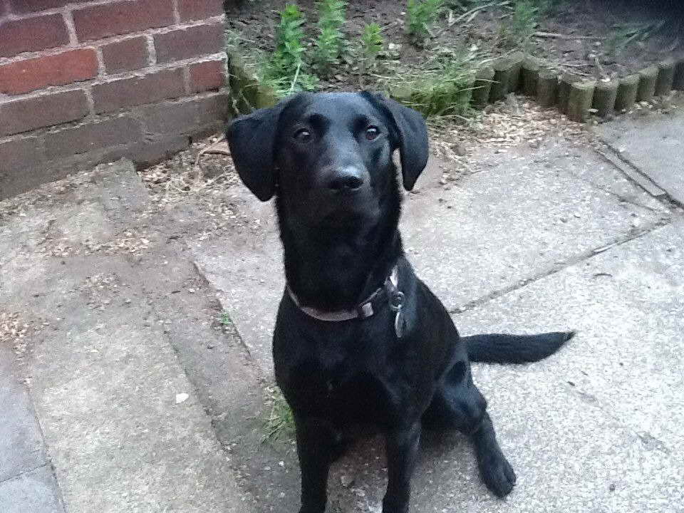 2 year old female lab for sale