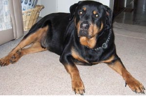 200 Lb Rottweiler