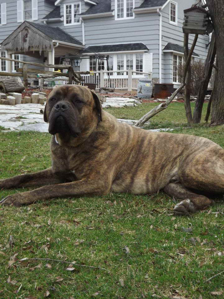 200 Pound Mastiff