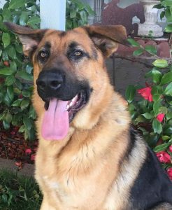 2nd Chance German Shepherd Rescue