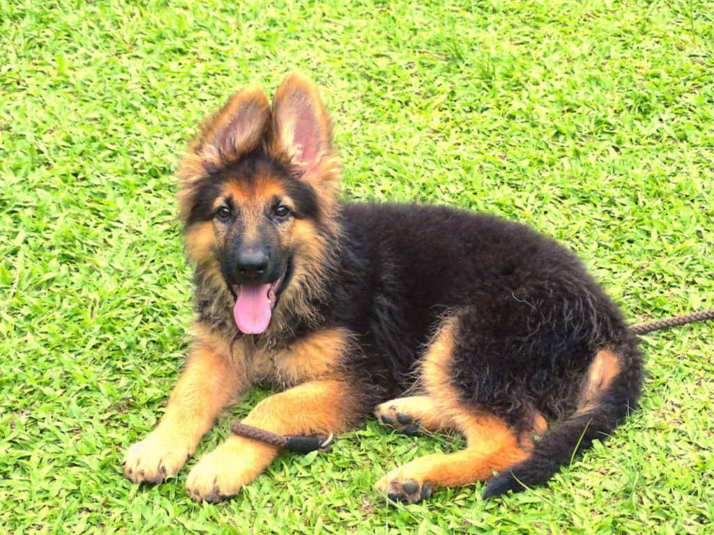 3 Month Old German Shepherd | PETSIDI