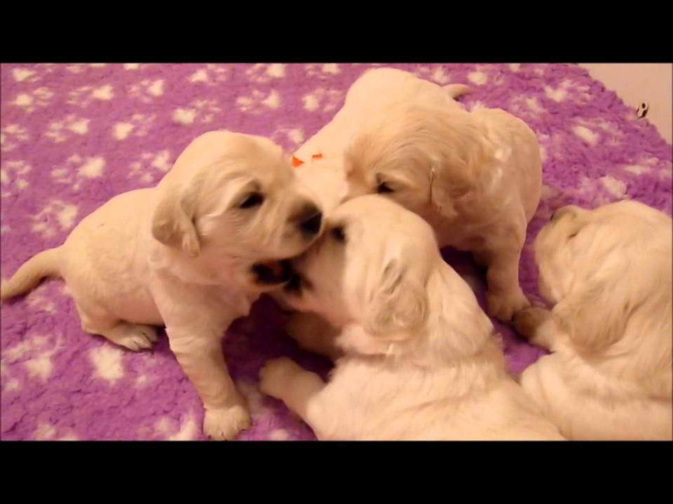 3 Week Old Golden Retriever Puppies