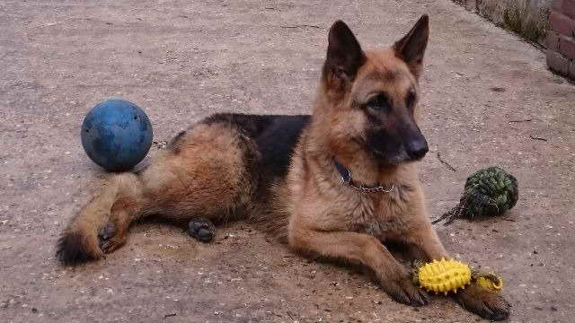 3-year-old-german-shepherd-petsidi