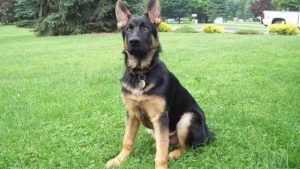 4 Month German Shepherd Puppy