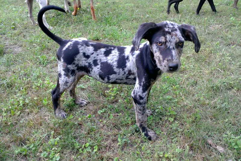 4 Month Old Catahoula