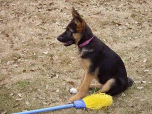 4 Month Old German Shepherd Puppy Behavior