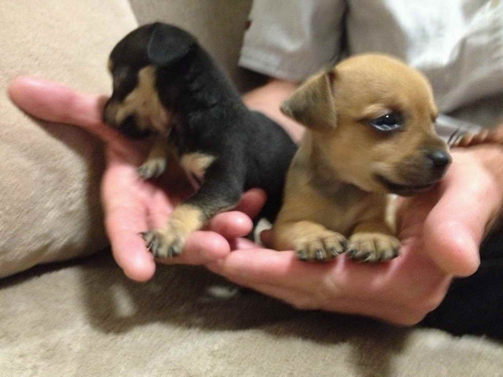 4 Week Old Chihuahua Puppy