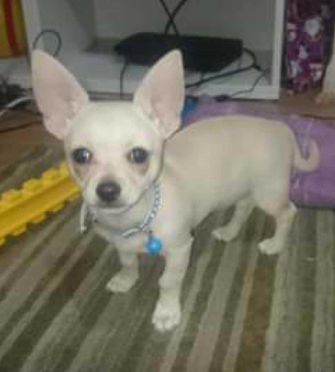 5 Month Old Chihuahua
