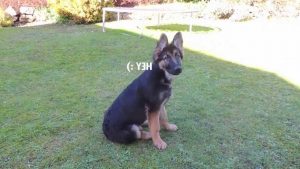 5 Month Old German Shepherd