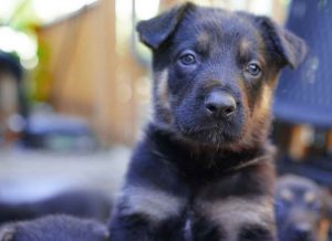 5 Week Old German Shepherd Puppies
