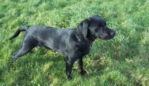 6 Month Old Labrador