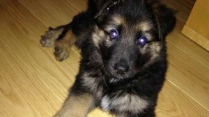 6 Week German Shepherd Puppy