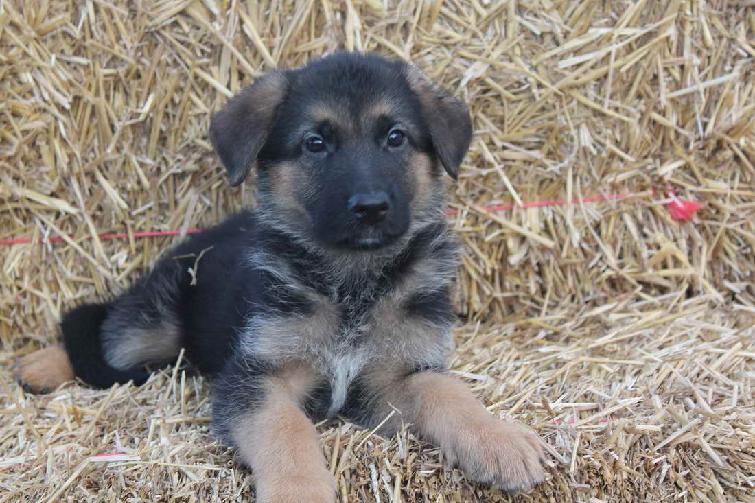 6 Week Old German Shepherd Puppies For Sale
