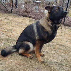 7 Month Old German Shepherd