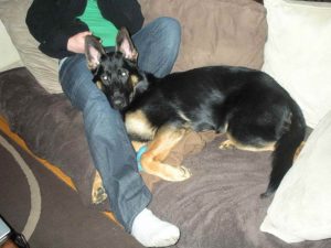 7 Month Old German Shepherd Behavior
