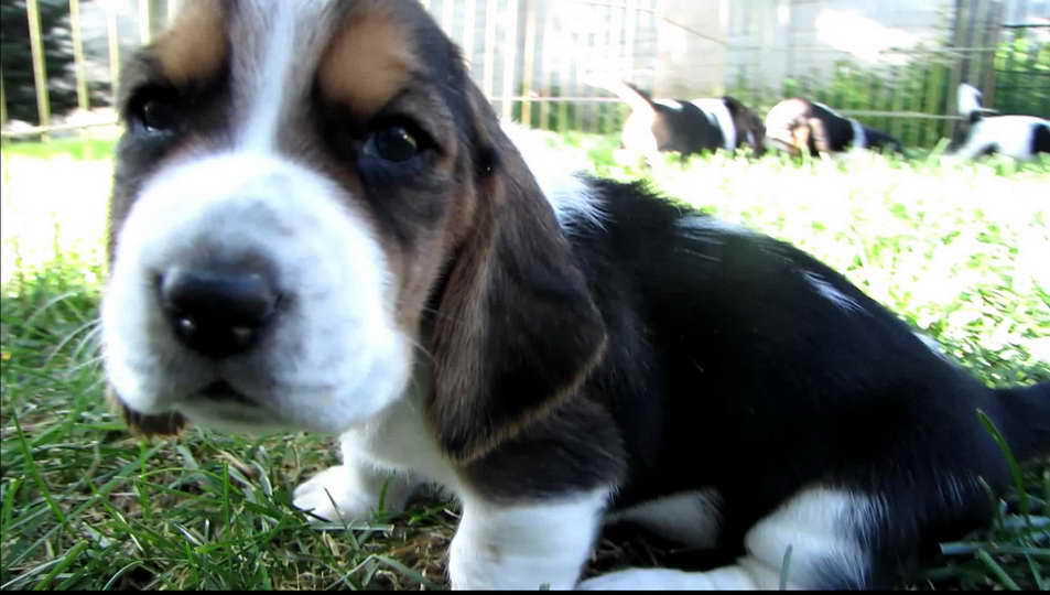 8 Week Old Basset Hound Puppies