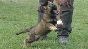 8 Week Old German Shepherd Puppies For Sale