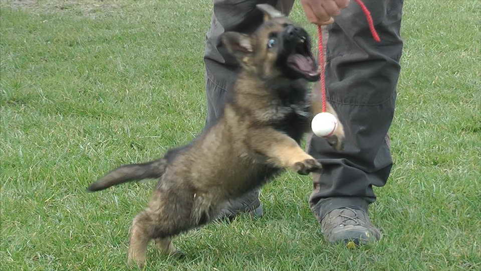 8 Week Old German Shepherd Puppies For Sale Petsidi