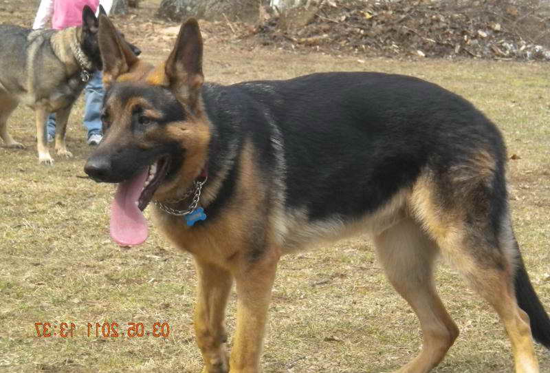 9-month-old-german-shepherd-petsidi