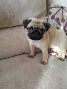 9 Week Old Pug