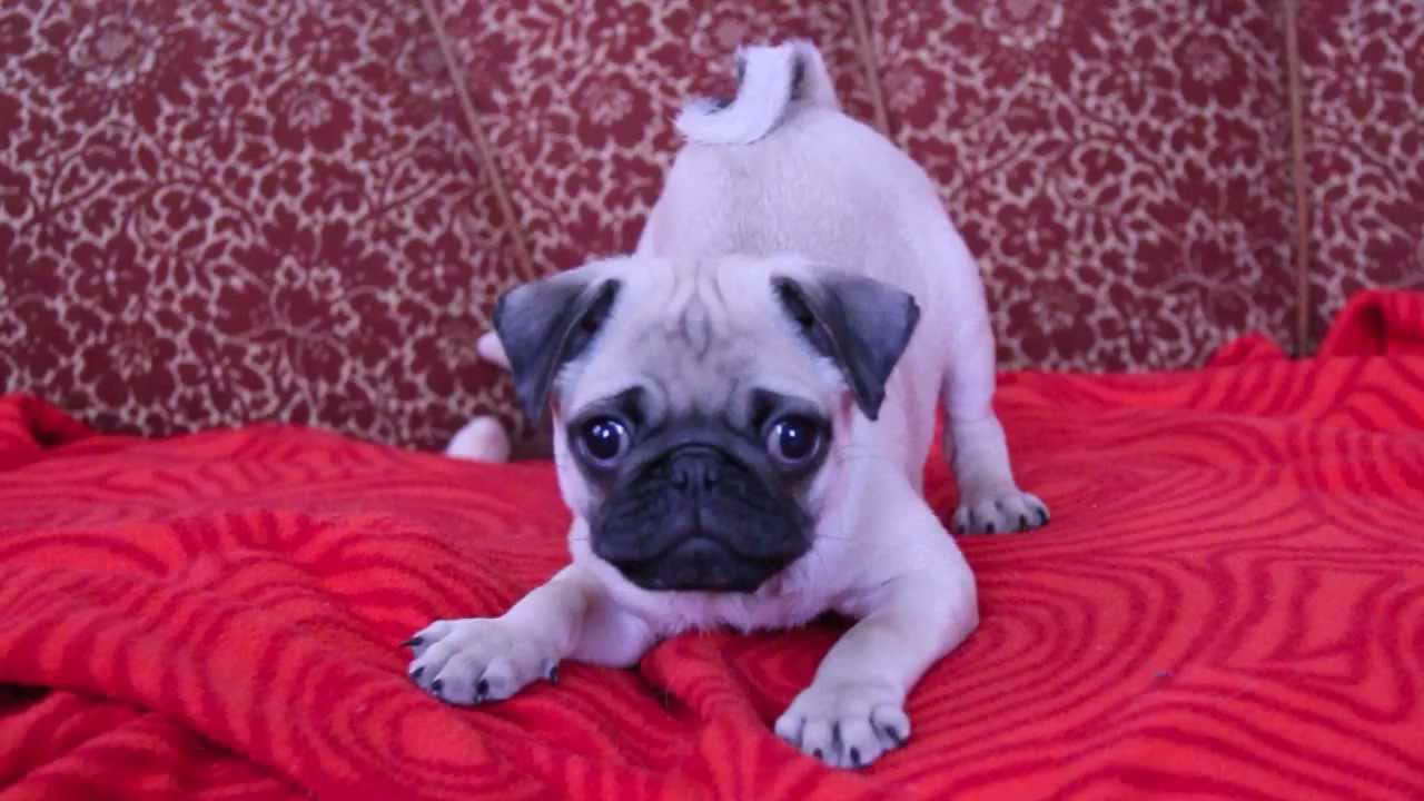 A Baby Pug