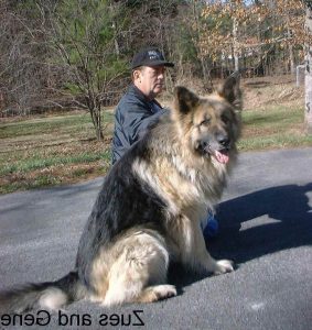 A Big German Shepherd