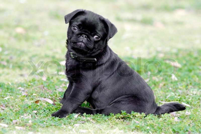 A Black Pug