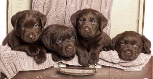 A Chocolate Labrador Puppy