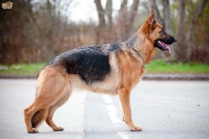 A German Shepherd