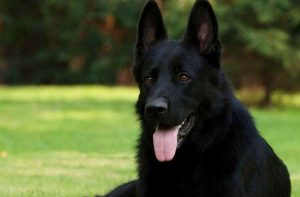 A German Shepherd For Sale