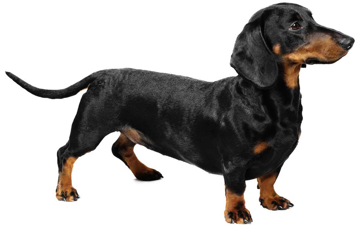 A Picture Of A Dachshund