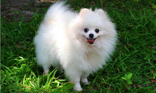 A Picture Of A Pomeranian Dog