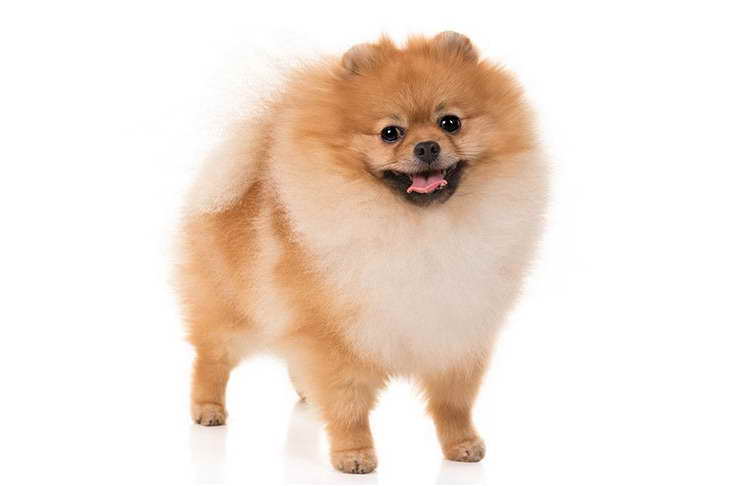 A Picture Of A Pomeranian